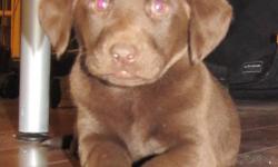 3 FEMALES PUPS. THEY WILL COME WITH FIRST SET OF NEEDLES AND BE DEWORMED., MOM IS A REG CHOC LAB AND DAD IS REG SILVER LAB. PUP WILL NOT BE REG. PUPS WILL BE READY TO GO TILL FIRST WEEK IN NOV. FOR MORE INFO PHONE 306 344 7912