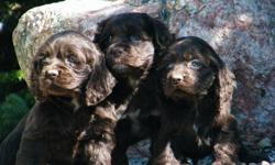 These adorable, loving cocker spaniels would make the perfect choice for any family for Christmas, they will have their first vaccinations, 2 dewormings, tails docked and 1 year genetic health guarentee. As a gift from me to you they will come with their