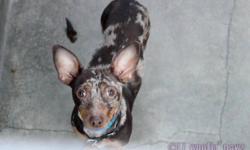Luther is a beautiful 2 year old chocolate merle chihuahua x daschund. Luther is a sweet playful boy. He gets along great with other dogs (especially little ones) and cats. He is great with kids too as long as they are gentle with him. He loves to play