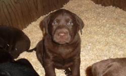 Absolutely adorable black and chocolate lab pups purebred mother papered with field trial lines beautiful with children male purebred chocolate lab great family dog pups will be ready to go around christmas.   2 chocolate females left, 1 black male 3