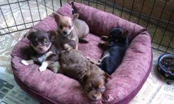 Chihuahua X Yorkie Puppy
Born Aug 13/2011
Ready to go to her new home now
1 black/tan female
Come with vaccinations, vet exam,
Dewormings & paper/pee pad trained
Parents (last 2 pics) also on site to meet
For appointment to view...
Please call