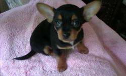 Adorable Chorkie Puppy
Biewer Yorkie X Chihuahua
Born Aug 13/2011
Ready to go to her new home now
1 black/tan female
Come with vaccinations, vet exam,
Dewormings & paper/pee pad trained
Parents (last 2 pics) also on site to meet
For appointment to