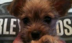 3 mail yorkie x chihuahua tiny puppy's for sale they will be 3 to 4 lbs full grown
They are hypo allergenic and non shedding. The three amigos
Are eating hard puppy food and training on pea pads. Very playful and spunky. Ready for new homes dec 20th 2011.