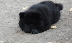 Chow Chow Puppies
There are three puppies left one male and a female from eack litter
They were born on October 13 2011.
They have been vet checked and have thier first shots and dewormed and will be ready to leave here with a health card around December
