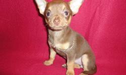 Santa came a little early...but i have a beautiful fun Loving Happy Healthy Short Coat Female Chihuahua Puppy.She is sooo Sweet N Super Playful...loves Toes...and is just full of beans.Chocolate/Tan in color.She will be approx 5 1/2 lbs full grown.Vet