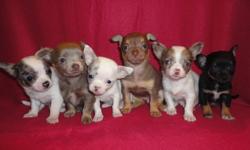 Santa came a little early....but boy oh boy have i got some Gorgeous Happy Healthy little Chihuahua Puppies for you to choose from.Four Females & Two Males.They will have their Vet Check...1st shots...dewormings and Health Guarantee.Also by my Vet 2nd Vet