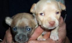 2 Beautiful Chihuahua Pups for sale!
Ready to go for Christmas!
1 golden boy with white paws and a white star
1 rare coloured brown and blue female with a blue face and a blue stripe down her back.
Both Parents are around 5 pounds.(Pictured here)
Can  be