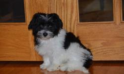 Havanese pups for sale.  We have been raising the Havanese for 18+ years ? one of the earliest breeders in Canada!  We breed for health, temperament, color, and LOOKS!  Our pups are cuddly, non-shedding and hypo- allergenic. With each pup we provide a