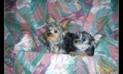 Hello Everybody,
i have some christmas ideas here for you for that special loved one that you shop for and can not find a gift so ... STOP LOOKING here are some little sweeties i have three chorkies and also i have two yorkies girl and boy yorkies are vet