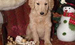 Goldendoodles available right away. Almost 9 weeks old. Raised with children, very sweet and well cared for. Perfect Christmas gift for someone you really love. Only 3 left from a litter of 7. Will hold until Dec. 23 with deposit. Delivery available
Vet