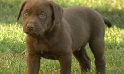 We have 3 male chocolate labs left from a litter in August. They are health checked have first shots and are health guaranteed for one year. They will be a larger type of lab. Previous buyers from the same parents have said they are well tempered, good