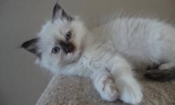 ~BABYDOLL RAGS~                              
 
      Has a litter of big, fluffy Tica registered Ragdoll kittens that will be ready for CHRISTMAS!! 
 
                                                   ALL SOLD!! 
                       Feel free to