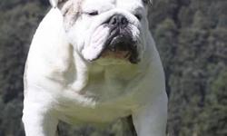 We have 3 ckc registered female english bulldogs left from a litter of 8. These puppies are both paper and out door trained. Puppies have all been socialized with children,dogs and cats. They come with ckc papers, microchipped, dewormed, vet checked,45
