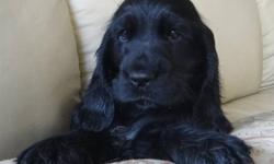 Beautiful black English Cocker Spaniel Puppies. Will be CKC Registered, have first shots and will be microchipped. Our puppies are well socialised, raised in our home make wonderful family pets. Ready to go to new homes December 23rd at 8 weeks old.