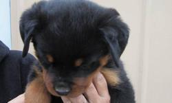CKC reg German Rottweiler pup very large female big boned beautiful head,great conformation ,dark pigment,dark eyes,excellent temperament. Parents are imported from Europe.
Parents are health tested OFA'd
 Puppies will have 3 shots, wormed, vet check and