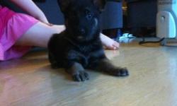 Puppies born Sept. 2. 6 Males and 2 Females. All Black and Tan, Large, big boned puppies with rich pigment. Discounts to families with special needs children. The gorgeous boy pictured laying down in the house, with both of his ears up is available. This