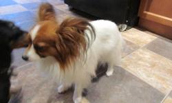 Patrick is CKC registered pure bred male Papillon.
 
Intact for breeding
Has micro-chip
Up-to-date shots
Pure bred papers
Three generation pure bred papers
Has dog licence with The City of Winnipeg
Patrick is a happy go lucky friendly dog that gets along