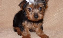Zena & Taylon have 1 adorable purebred female Yorkie (Jade) that is ready to find a new home.
Then Pebbles & Taylon's purebred litter  have 5 Females
(Skye,Stardust,Sunbeam,Snuggles,Sparkle)  & 1 Male (Swagger)- ready after November 15. Some of this