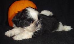 Canadian Kennel Club Registered Shih Tzu puppy born Aug. 18, 2011.  He has had 2 vet checks, dewclaws removed, first & second shots, started on heartworm prevention program, microchipped, dewormed 4 x, 6 weeks free pet insurance, CKC reg. papers,