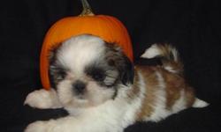 Canadian Kennel Club Registered Shih Tzu puppies born Aug. 18, 2011.  All babies will have vet checks, dewclaws removed, first shots, started on heartworm prevention program, microchipped, dewormed 4 x, 6 weeks free pet insurance, CKC reg. papers,