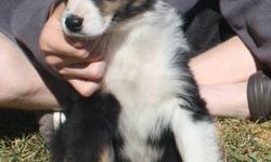 CKC REG'D AUSTRALIAN SHEPHERD ( AUSSIE ) PUPS
ADORABLE AUSSIE PUPS, GOOD QUALITY & EXCELLENT TEMPERMENT
FAMILY RAISED WITH CHILDREN AND OTHER PETS.
BABY PUPS WERE BORN JUNE 29/2011.
THEY ARE READY TO GO TO THEIR NEW HOMES NOW.
WE ARE ACCEPTING DEPOSITS