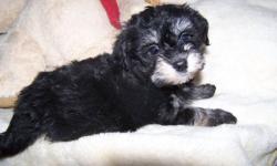 Raised in a loving home, these sweet Havanese were born to our champagne colored female and our black & white male.  Both parents have great personalities and are sweet house pets.  These puppies will be CKC reg'd.
 
Absolutely precious!! You are getting
