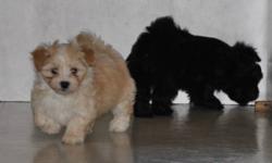 CKC Premier Members in good standing. Our puppies are registered on the "Puppy List" on the CKC Website. www.ckc.ca
Havanese are non-shedding, lovable, playful, comical, entertaining, and extremely adaptable. They make great pets for families and seniors.