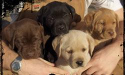 Delivery to Edmonton Dec 21-23. Two male yellow labrador retriever puppies available. Reputable breeder, CKC registered, microchipped, vaccinated, dewormed, written health guarantee, parents OFA hip/elbow certified, 6 weeks pet health insurance and MORE!