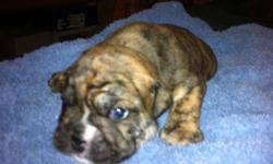Solid Red Brindle Female.
 
She in the 3rd of 3 females and is Beautiful! Lots of wrinkles, heavy bone, compact bodies, stocky, short, nice head! Mom and Dad are in the photos. Both have an incredible temperament, great with other dogs and love kids. The