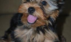 I have a gorgeous female Yorkshire Terrier puppy for sale!! She was born August 1st 2011 and is ready for her new home! Her parents are both CKC registered and on top of being totally adorable, they have wonderful temperaments. They are both about 6 lbs.