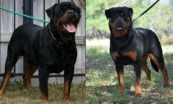 Big beautiful German rottweiler puppies They are from imported parents with famous Champion and working Bloodlines. 
http://www.adaliarottweiler.com
Parents are health tested OFA'd 
Puppies will have 3 shots,wormed, vet check and micro-chip prior to