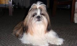 12 lb intact male shih tzu from show home.