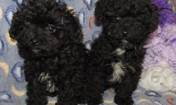 One male and one female teacup poodle puppies and will be between 4 and 4.1/2 lbs when full grown.  The puppies are black with white markings, 10 weeks old and have..1st shots, dewormed, tail and dewclaws done, microchipped, registered and 6 weeks of free