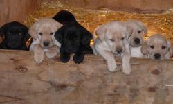We have 3 beautiful female, 5 handsome male CKC Registered Labrador Retrievers for sale.  Puppies were born September 29th, 2011, they are very cute and getting very playful.  Puppies will have 1st vacinations, dewormer, vet checks and micro-chipped.