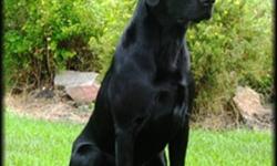 WE ARE ACCEPTING DEPOSITS ON THIS SPRING 2012 LITTER
 
Gem is a gorgeous yellow female from some of the finest breeding in the U.S. Gem is an 80lb female with a strong field trial and Hunt Test background. Gem has just recently started her Hunt Test