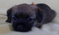 CKC registered border terrier puppies due Dec 22, 2011 and ready for their new homes end of February.
We love our border terriers.  They are friendly, smart, sturdy and great companions and family dogs.  Parents Tuppin (female, second picture) & Skipper