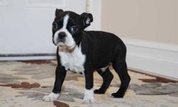 I have a litter of CKC Registered Boston Terrier puppies that is ready for homes now.
They were born on October 19, 2011 and there were 3 males and 3 females in the litter.
The 3 girls have already found homes, so there are only the 3 males still