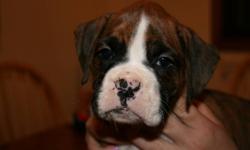 Ckc Registered Boxer Puppies. 1 male left. Come from champion bloodlines. All are declaws removed and tails done and microchipped. Come with a puppy starter pack and 6 week puppy insurance. All are well started in paper training. They are well socialized