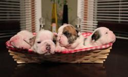 From Lariviere's Bulldogs we have four healthy puppies available to pet and to show homes. Pups will be vet checked, vaccinated, micro chipped and come with a health guarantee. Mom can be seen with pups, pics of proud papa can be seen at Bulldacious
