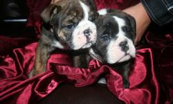 CKC REGISTERED/REGISTERABLE ENGLISH BULLDOG PUPPIES
 
ONLY 1 BOY LEFT!!!
 
These boys are MASSIVE, NICE ROPE, TONS OF WRINKLES, SUPER THICK BONE STRUCTURE, BEAUTIFUL MARKINGS!
I have 1 male RED brindle and white. 
I own the sire, Cherokee Legend Big "D"