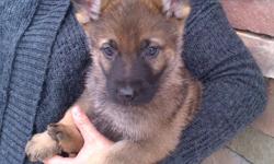 CKC Registered German Shepherd Pups.  Born Nov. 24, will be ready to be re-homed Jan 19, 2012.  Puppies have first shots and have been dewormed and micro chipped. 5 generation pedigree on both parents available upon request.  Mother on site to see.  3