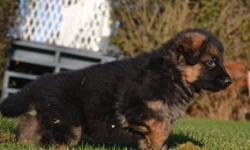 Puppies  available 
from 
ODESSA VON BLACKGOLD PEN
and
NEIKO VOM CLEARCREEK BAUERNHOF 
 
We currently have an outstanding litter of German Shepherd puppies for sale born on the 22nd of Oct.  We have  1 male & 1 female available . Puppies will be ready to
