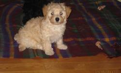 These adorable little ckc reg'd Havanese puppies are 10 weeks old and are ready to go to their forever home.
 
This breed is a family dog that is small but sturdy, intelligent, cheerful, friendly with people, playmates with children and amiable with other