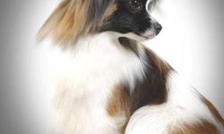 We breed and show beautiful Papillon dogs (Butterfly dog). We breed for temperament, standard, and health. Quality not Quantity!
 If you are interested in this beautiful breed please check out our website. We sometimes have companion puppies available.