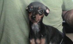 I have a CKC Registered, Papered Female Minature Pinscher for sale. I am asking $500.00 for her. She is 11" tall at the shoulders, black and tan in color, micro-chipped, house trained, and all shots up to date. She will come with her Certificate of