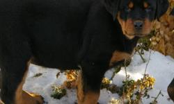 We have puppies from a beautiful blend of both Canadian and International Champion lines with both working and show pedigrees. Mom is a gentle, well tempered CKC registered working cattle dog. She weighs approximately 57 Kgs. and Dad is a Canadian