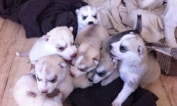 CKC Siberian Husky puppies for sale. 5 girls and 2 boys. Red and whites, and grey and whites. Ready to go November 4, 2011 after 8 weeks of age. Both parents are registered, dam has completed her championship and the sire is in the process of completing