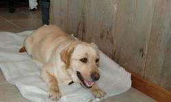 CKC REGISTERED YELLOW LABRADOR PUPPIES
4X FEMALES LEFT
They will be Well socialized, friendly and smart..They will come with vet papers, 1st shots, 3X de-wormed, dewclaws removed, 2 year genetic guarantee, references available on website.....$100 Deposit
