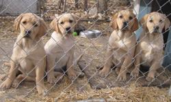 Two beautiful females left to choose from right now or be on next falls waiting list.
Our CKC registered yellow lab puppies have had their first and second shots as well as regular deworming, a vet check-up, and are microchipped. These puppies also come