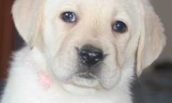 CKC Registered Yellow Labrador Retriever Puppies for sale from a Reputable/Responsible Breeder
Breezeline Labradors
 
We have one male and one female available
ready to go to new homes after January 17th.
 
Puppies are CKC Registered 
Vet Checked
First